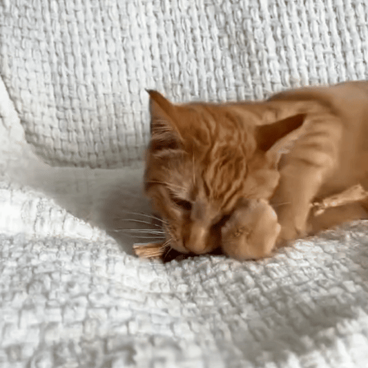 Purek™ – Bâtonnets dentaires naturels pour chats